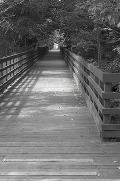 Dogwalk Too - Vicki Dodge