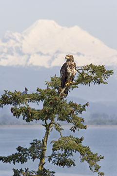 Kulshan, Sub-Adult & Steller's Jay - Mark Dodge