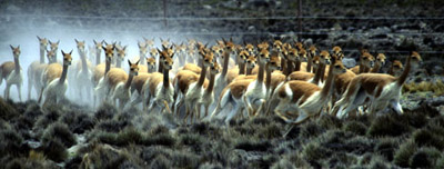 Vicuña Chaccu - Peruvian Altiplano - Mark Dodge