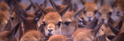 Vicuñas, Detained - Mark Dodge